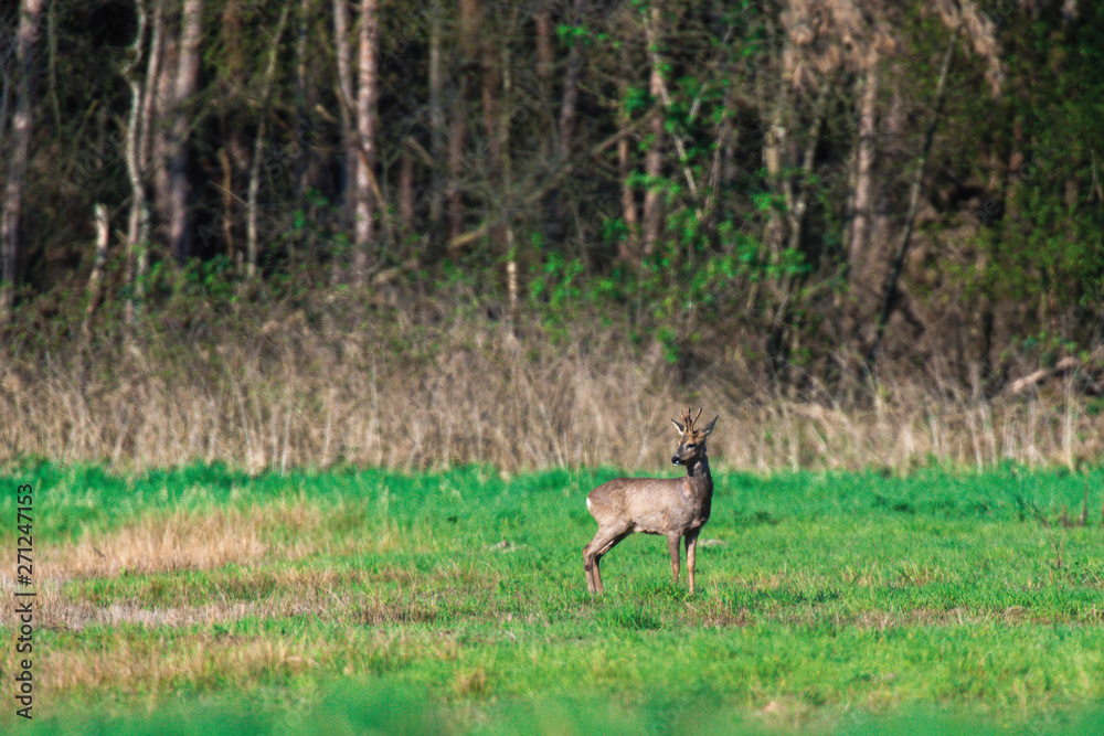 Roebuck standing in sunny meadow at forest edge.