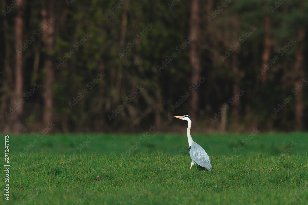 Fototapeta premium Grey heron in meadow at forest edge in early spring.