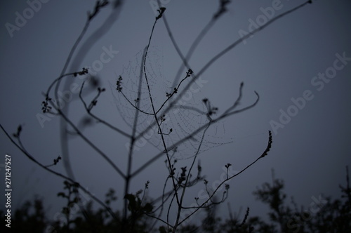 Macro Photo in Provence