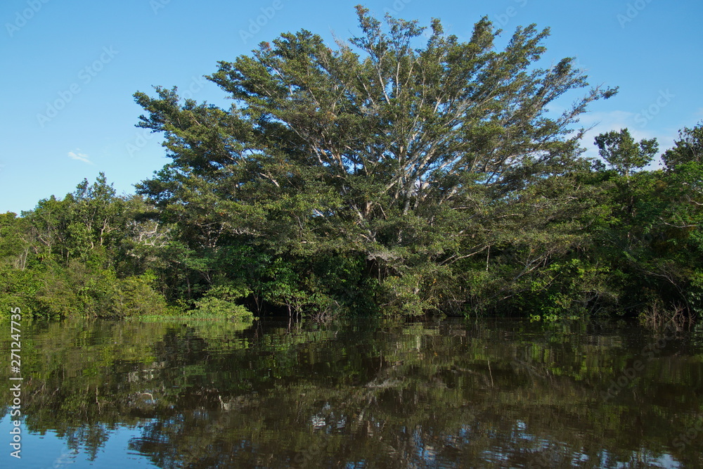 Mirroring of trees in the rainforest near Puerto Narino at Amazonas river in Colombia Mirroring of trees in the rainforest near Puerto Narino at Amazonas river in Colombia
