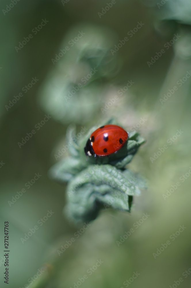 Fototapeta premium Macro Photo in Provence