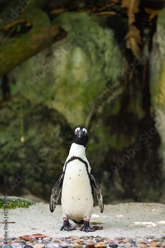 A jackass penguin looking directly at the camera photo