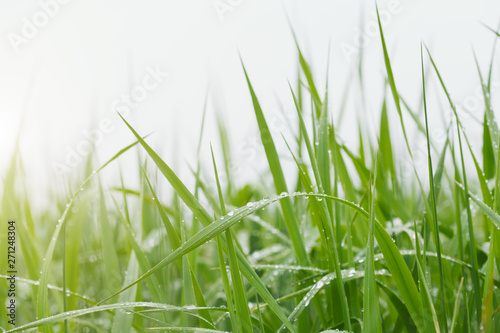 close up, fresh green grass with water drops in morning sunlight © zakalinka