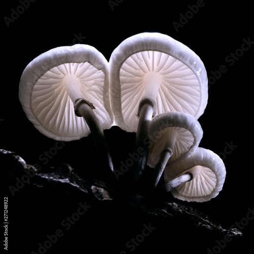 Autumn in Greece. Oudemansiella mucida, this beuatiful mushroom was shot in mountain Olympus, central Greece.