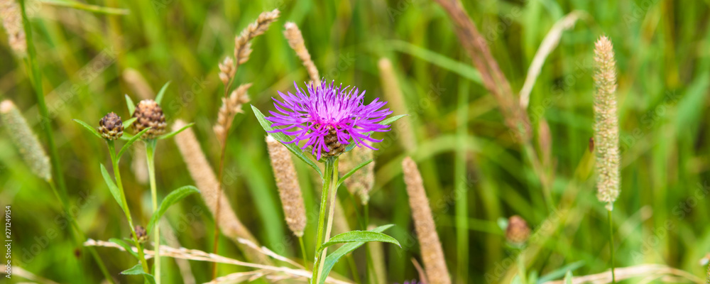 Natural panoramic background, banner, template - green summer meadow with a flower in the foreground closeup Natural panoramic background, banner, template - green summer meadow with a flower in the foreground closeup