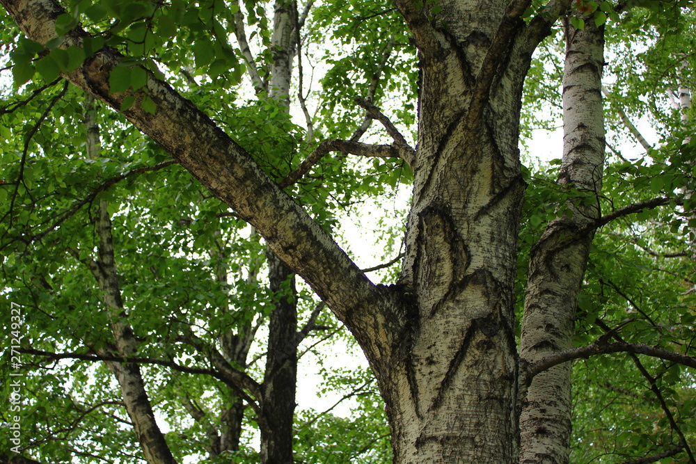 trunk with a birch branch in a park with foliage