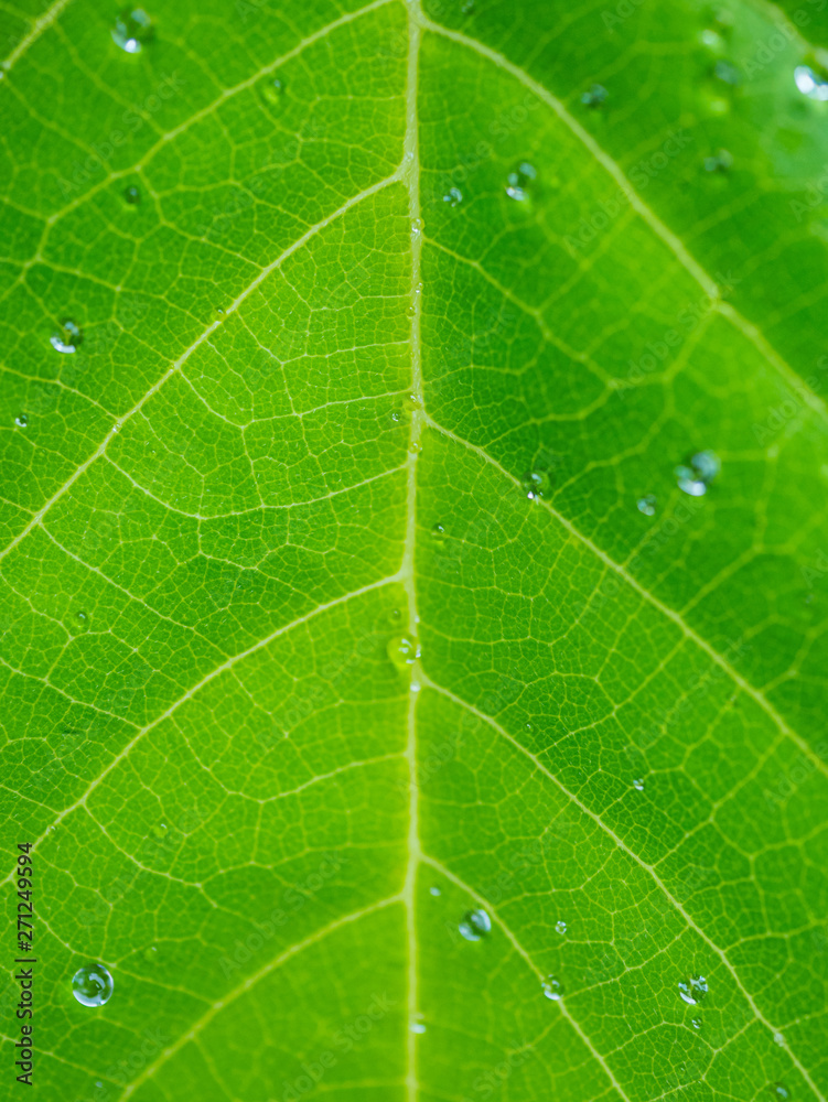 Droplet water on green leaves texture background. Droplet water on green leaves texture background.