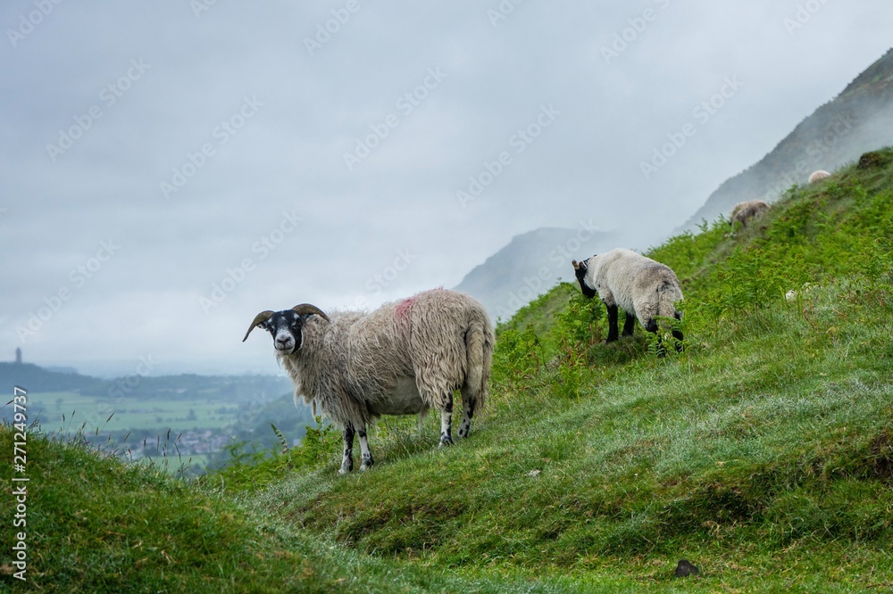 Obraz premium sheep on the Hills, woodhill, Woodpark, Scotland 