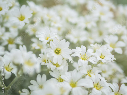 White flowers blooming close up.