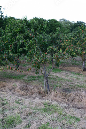 Kirschbaum bei Sonnenuntergang photo