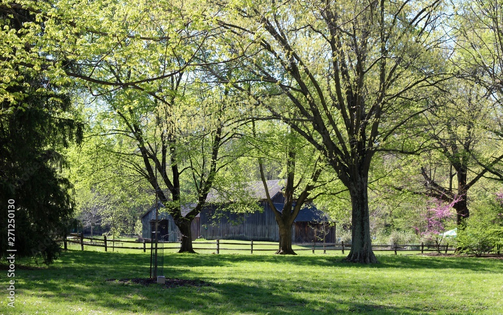 A view of the old barn though the trees in the country.