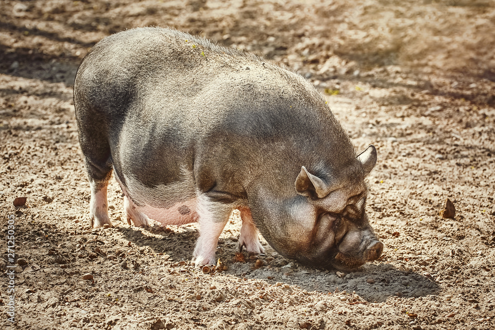 Vietnamese Pot-Bellied Pig