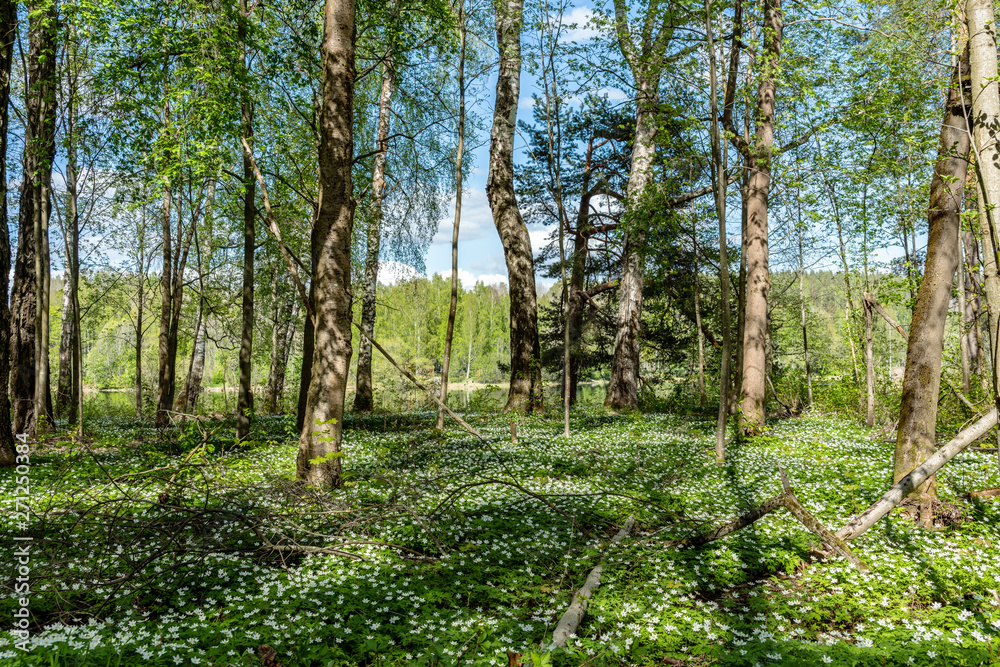 Forest filled with wood anemone flowers