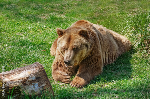 Brown bear on the green grass