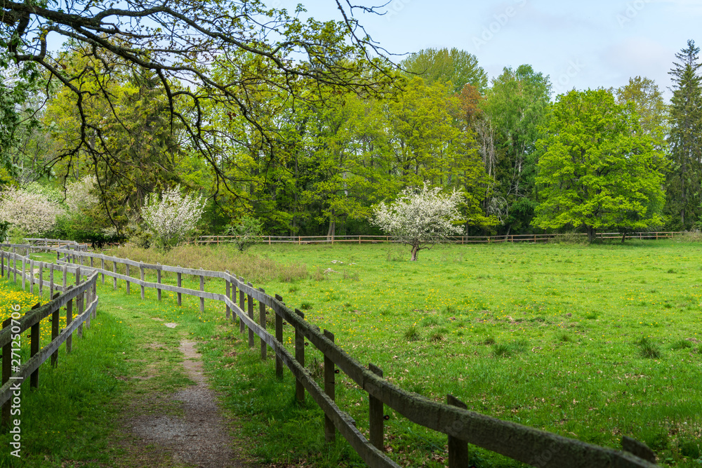 Passage trough green pastures with wooden fence Passage trough green pastures with wooden fence