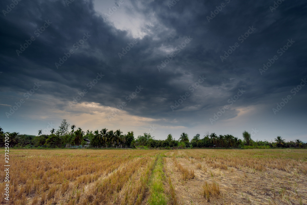 Field agriculture and rain clouds with sunrays