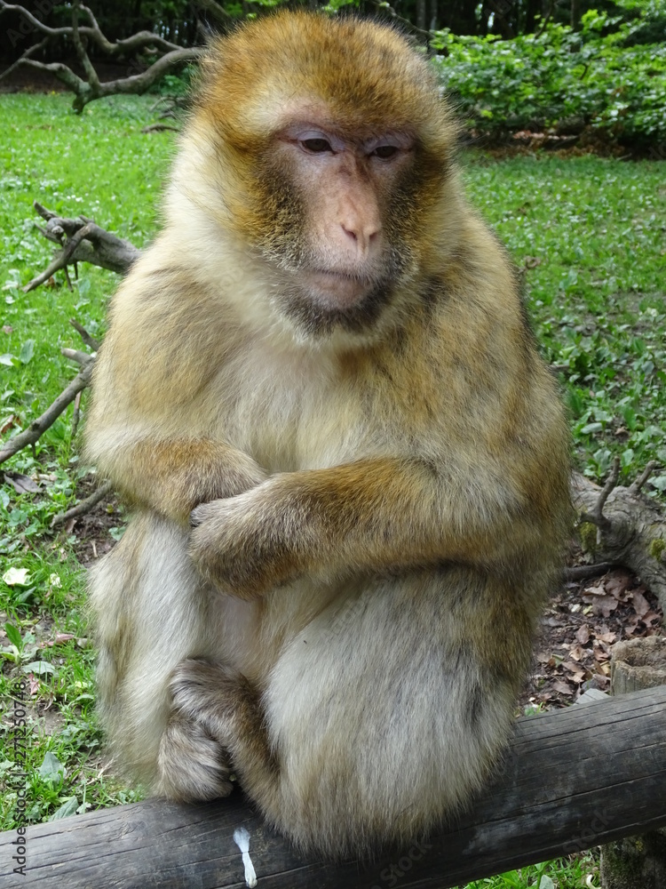 Fototapeta premium Berberaffen