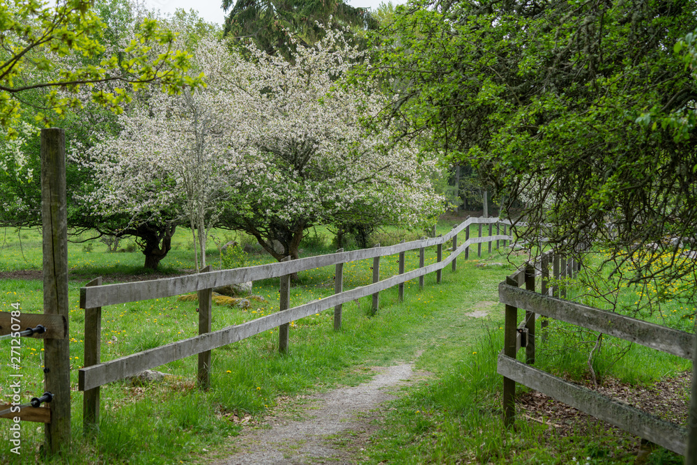 Passage trough pastures with wooden fence