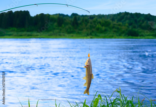 The beautiful wild trout is on the fishing line against the background of a picturesque river landscape.