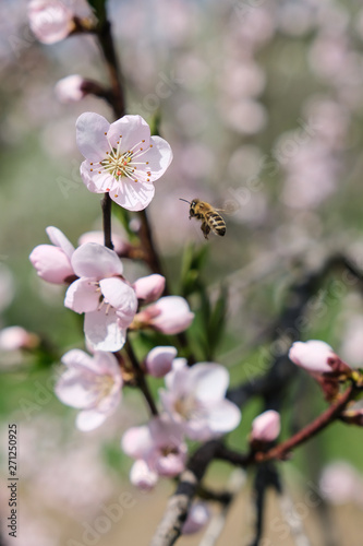 a bee flies and collects nectar on a flowering peach tree twig