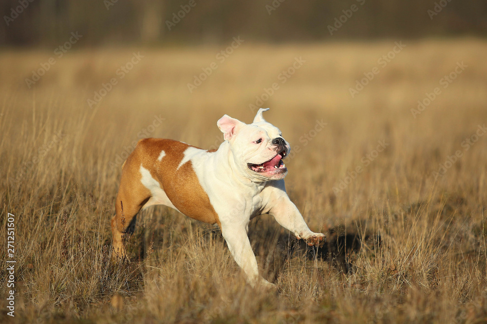 Portrait of female english bulldog walking on autumn field