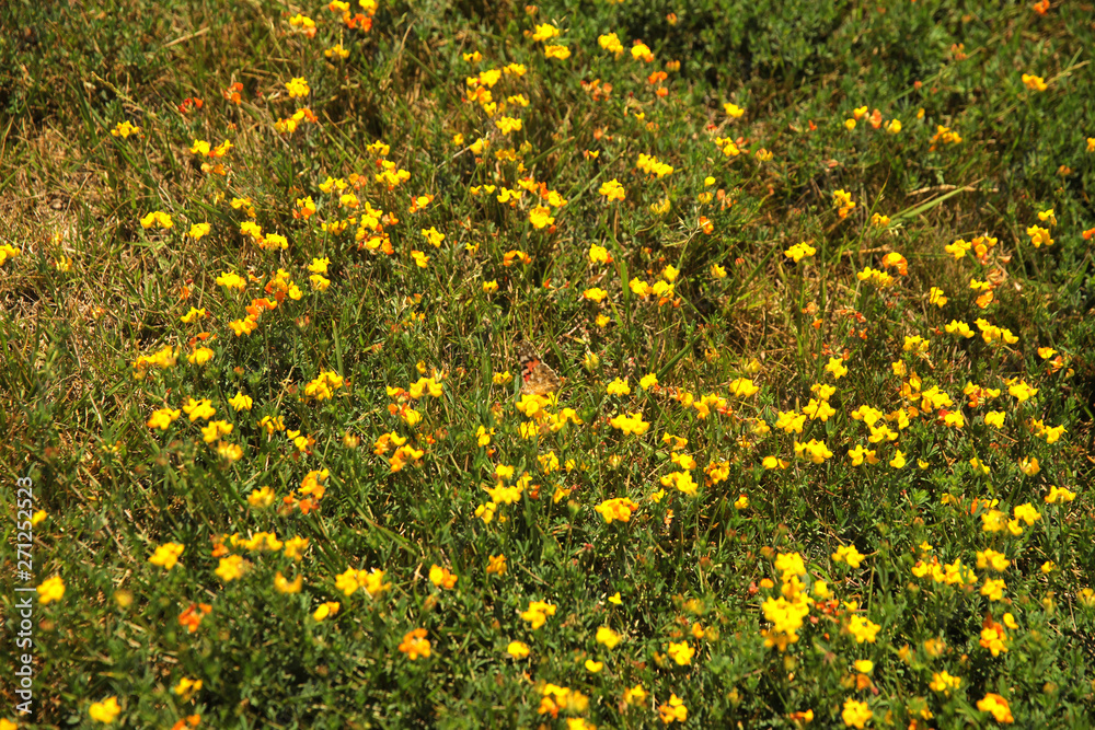 Summer landscape in the foreground meadow flowers with focus on a white butterfly on a flower Summer landscape in the foreground meadow flowers with focus on a white butterfly on a flower