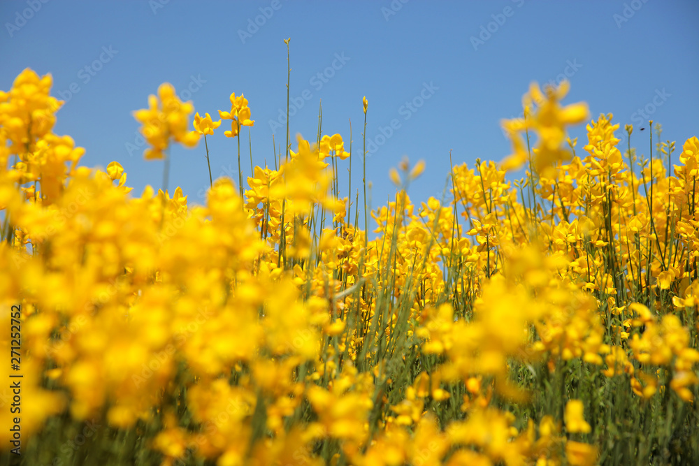 Flowering of broom in spring, yellow flower flowering in spring Flowering of broom in spring, yellow flower flowering in spring