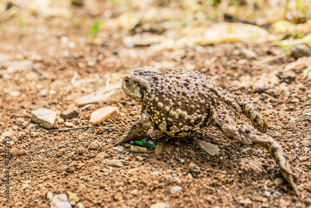frog, toad, amphibian, animal, nature, green, grass, wildlife, brown, eye, animals, macro, close-up, wild, reptile, common, summer, bufo, water, frogs, jump, closeup, environment, sitting frog, toad, amphibian, animal, nature, green, grass, wildlife, brown, eye, animals, macro, close-up, wild, reptile, common, summer, bufo, water, frogs, jump, closeup, environment, sitting