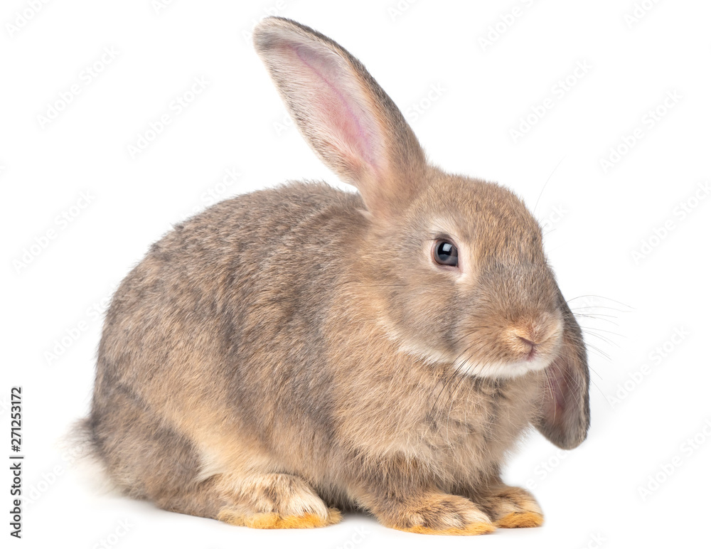 Gray cute young rabbit isolated on white background. Lovely young rabbit sitting. Gray cute young rabbit isolated on white background. Lovely young rabbit sitting.