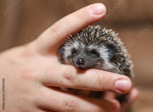 African hedgehog on a neutral background.