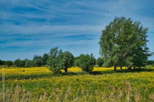 tree in a field