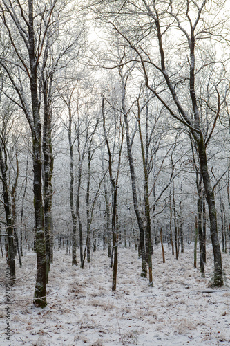 Winter Netherlands. Snow and frost. Echten forest drente. Lane