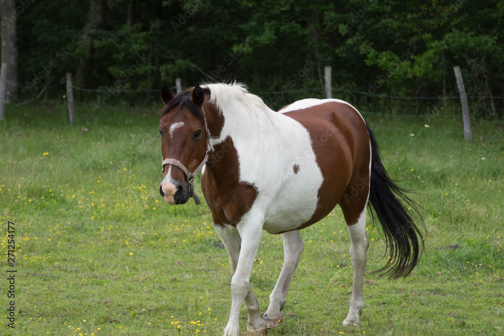 Fototapeta premium cheval