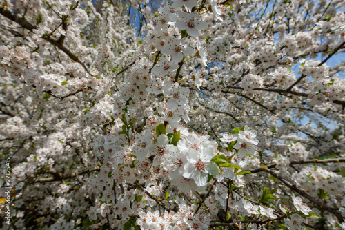 Spring blossom netherlands