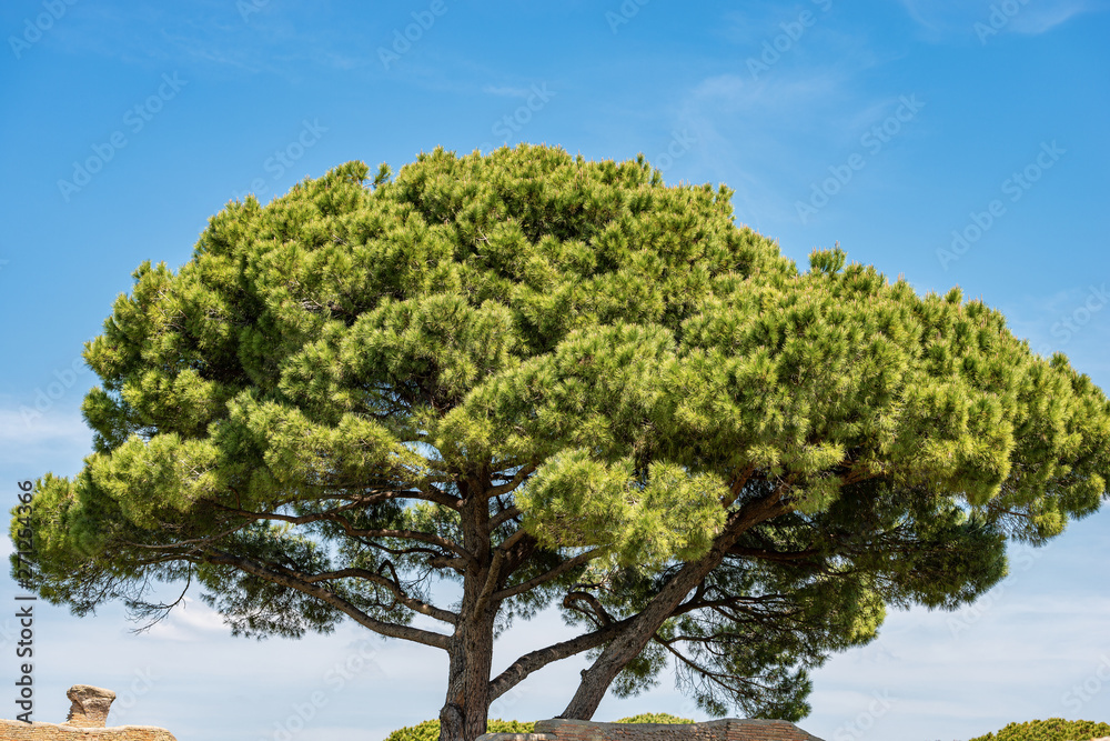 Maritime pines on blue sky with clouds - Rome Italy