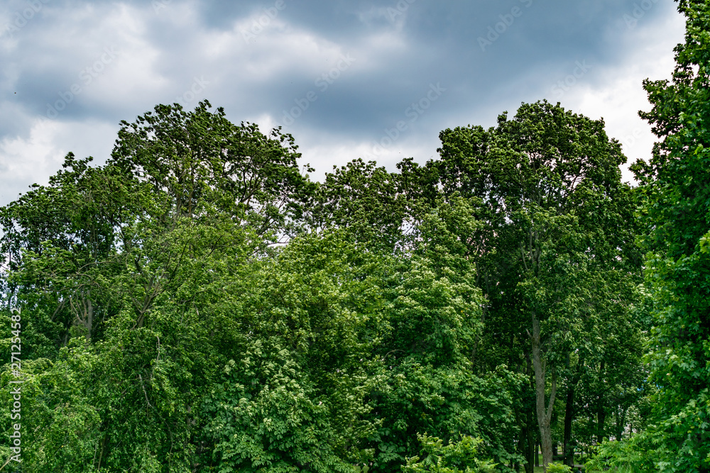 Trees in the Park before the storm