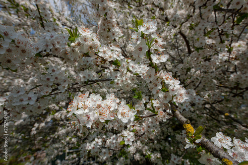 Spring blossom netherlands