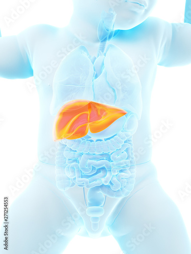 3d rendered medically accurate illustration of a babys liver