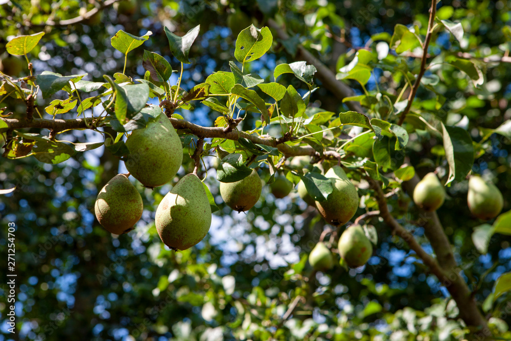 Apples. Appletree