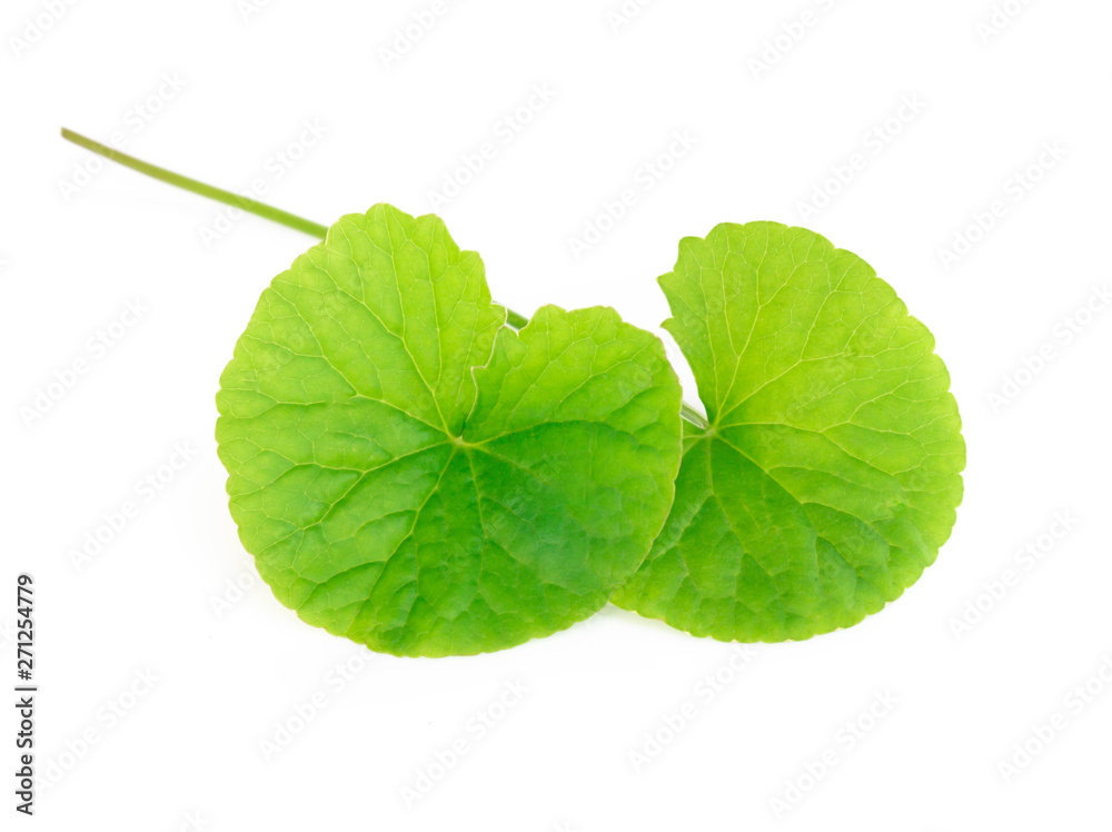 Closeup leaf of Gotu kola, Asiatic pennywort, Indian pennywort on white background, herb and medical concept Closeup leaf of Gotu kola, Asiatic pennywort, Indian pennywort on white background, herb and medical concept