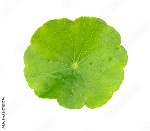 Closeup leaf of Gotu kola  Asiatic pennywort  Indian pennywort on white background  herb and medical concept