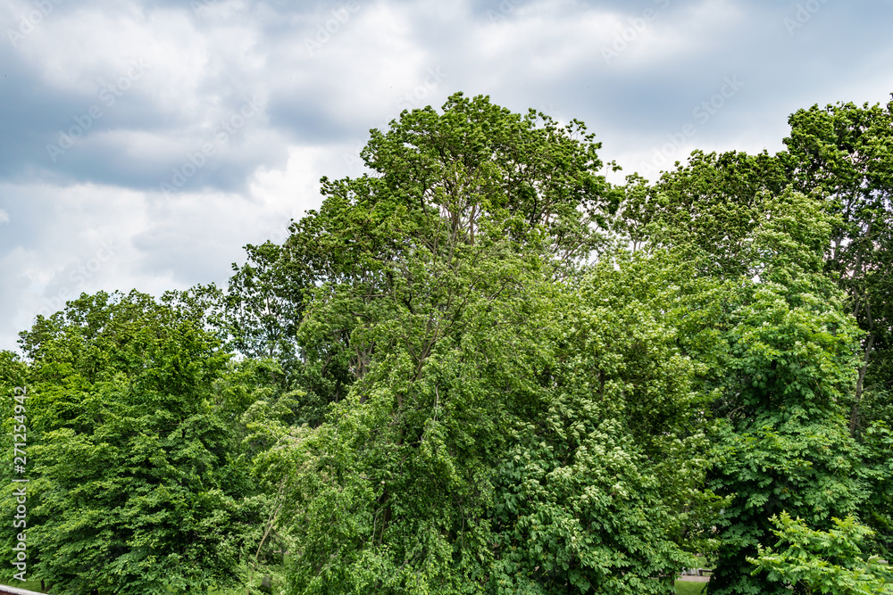 Trees in the Park before the storm Trees in the Park before the storm
