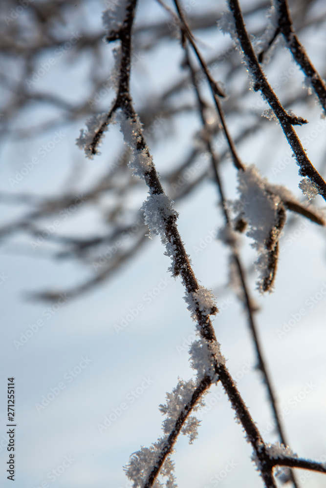 Winter Netherlands branches with snow Winter Netherlands branches with snow