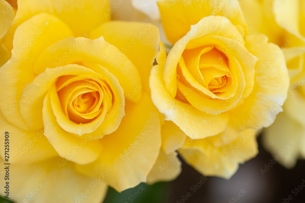 バラの花 バラの花