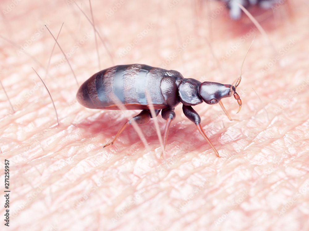 3d rendered illustration of a bed bug 3d rendered illustration of a bed bug