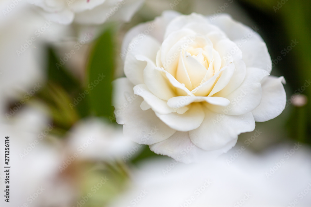 バラの花