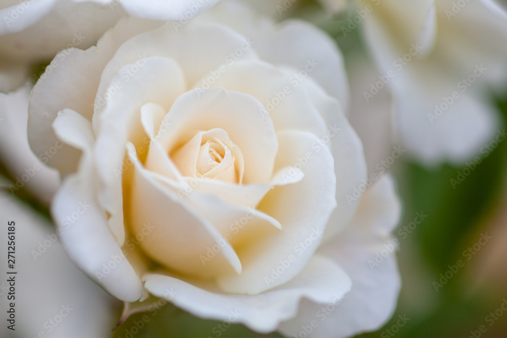 バラの花 バラの花