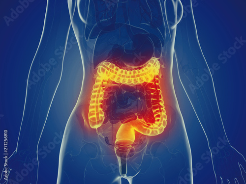 3d rendered medically accurate illustration of a womans large intestine