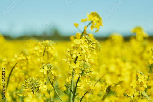 yellow field during rapeseed bloom at the end of May
