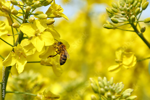 Photos yellow field during rapeseed bloom at the end of May, bee pollinating flowers